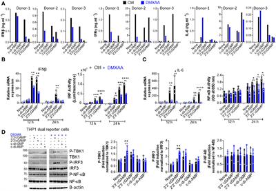 5,6-dimethylxanthenone-4-acetic acid (DMXAA), a partial STING agonist, competes for human STING activation